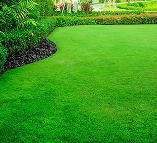 Озеленение территории 